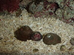 前の真ん中の貝殻が亡骸。後ろのほうにいるのが食べちったイソヨコバサミ