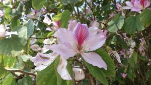 南丫島の花