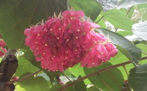 大埔海濱公園の花 大埔海濱公園の花