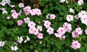 大埔海濱公園の花 大埔海濱公園の花