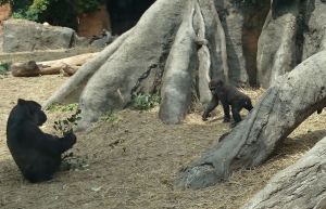 モモカに会いに動物園へ 2