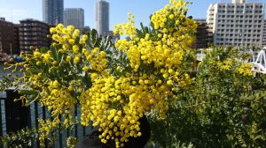 黄色の春の花