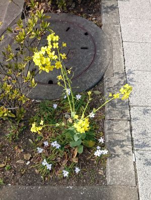黄色の春の花