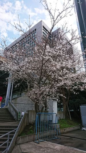 桜が綺麗だったな