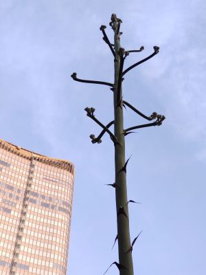 その後のリュウゼツラン その後のリュウゼツラン